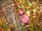 Cortinarius magellanicus